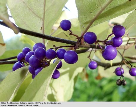 Image of Japanese callicarpa