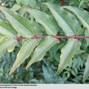 Image of Coriaria japonica A. Gray