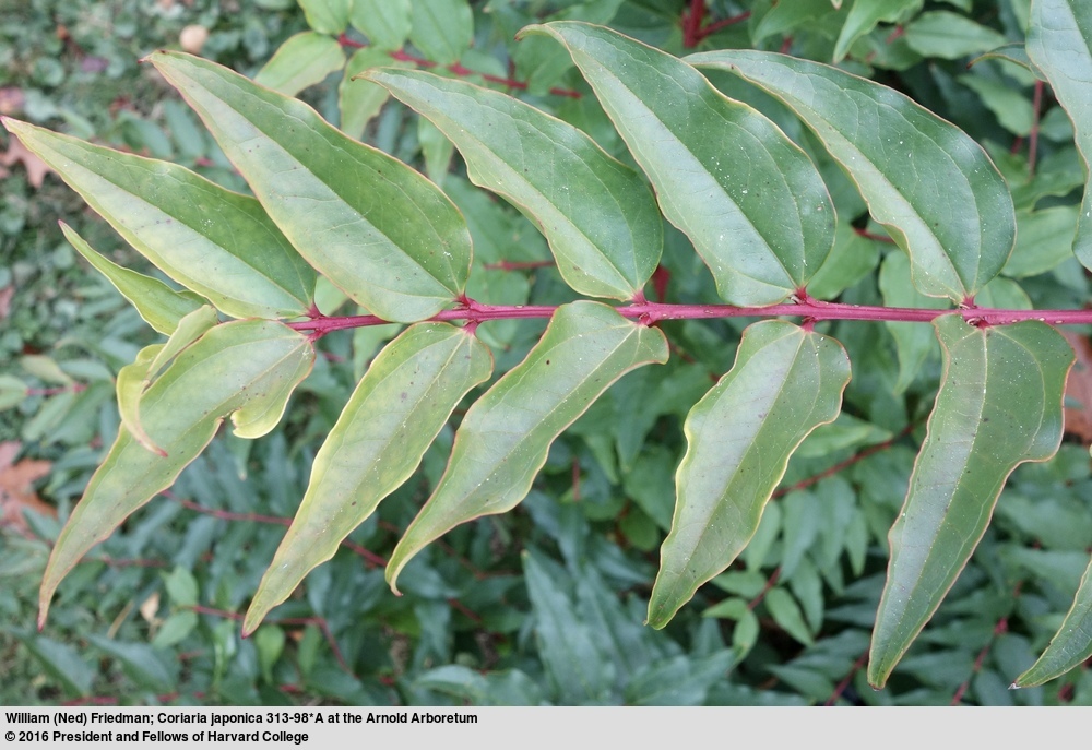 Image of Coriaria japonica A. Gray