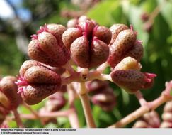 Tetradium daniellii (Benn.) T. G. Hartley resmi