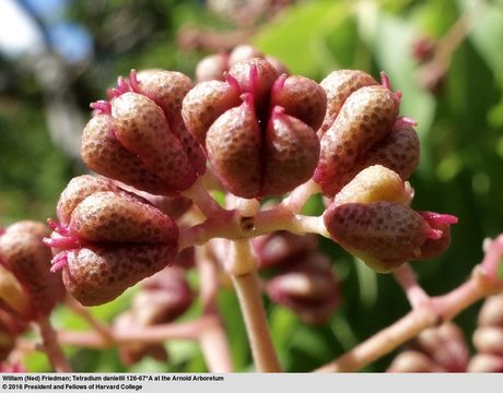 Image of bee-bee tree