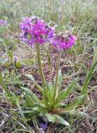 Primula tschuktschorum Kjellm. resmi