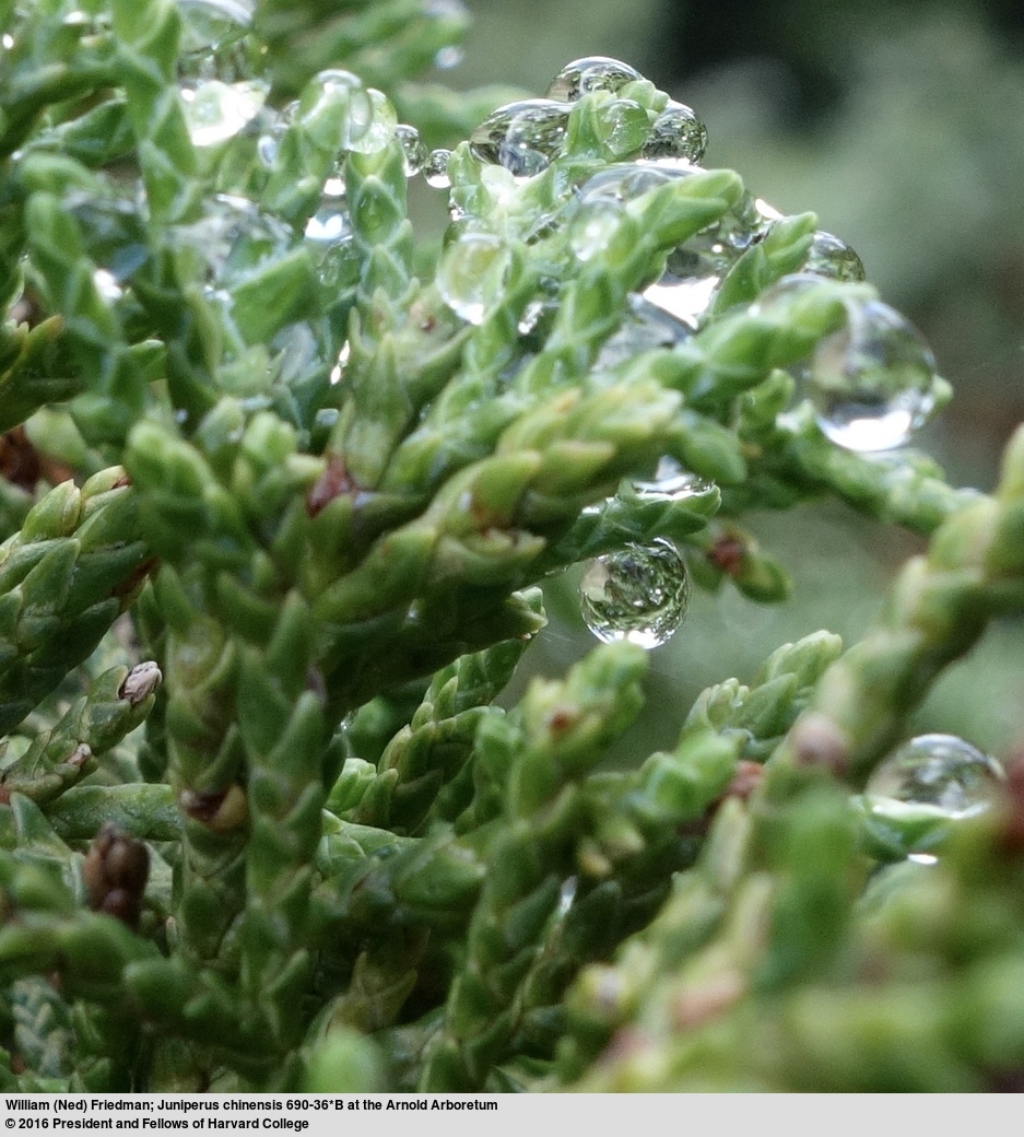 Imagem de Juniperus chinensis L.