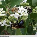 Plancia ëd Heptacodium