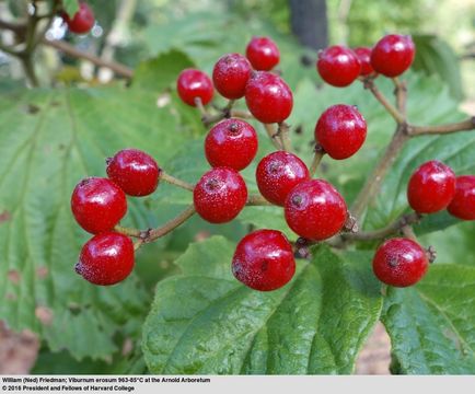 Image of Viburnum erosum Thunb.