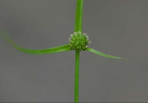 Image of Cyperus kamtschaticus (Meinsh.) Yonek.