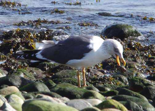 Image of Larus fuscus graellsii Brehm & AE 1857