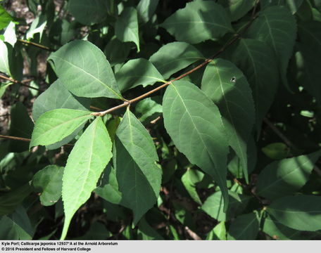 Image of Japanese callicarpa