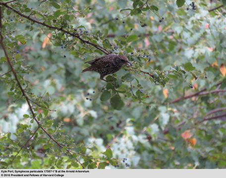 Image of <i>Symplocos paniculata</i>