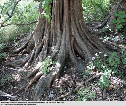 Image of Dawn Redwood