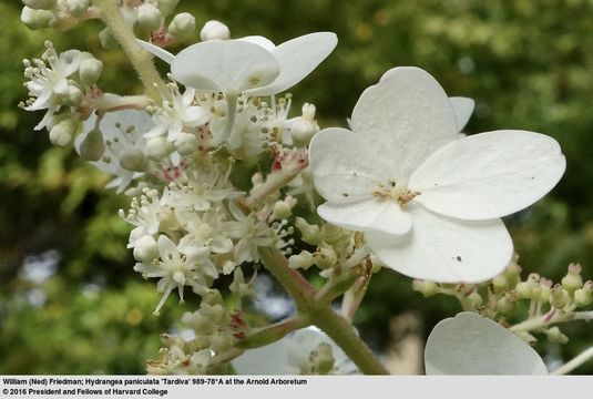 Image of panicled hydrangea