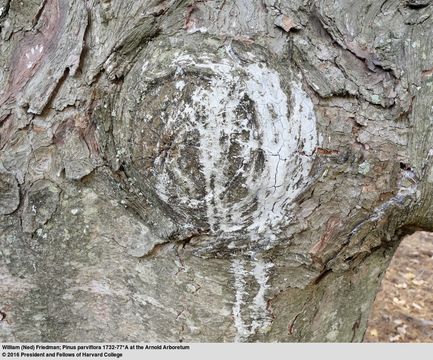 Image of Japanese White Pine