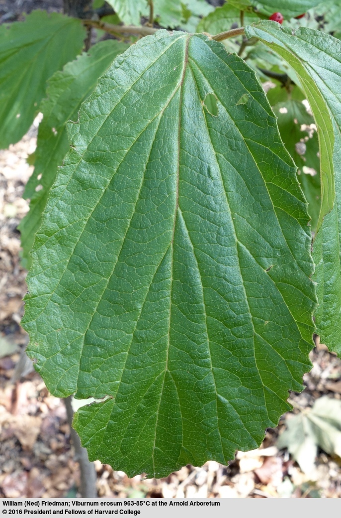 Image of Viburnum erosum Thunb.