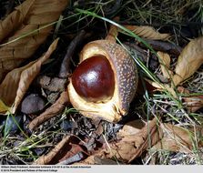 Image of Japanese Horse-chestnut