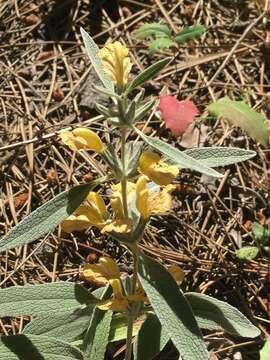 Image of Phlomis armeniaca Willd.