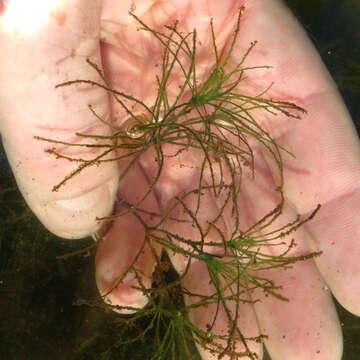 Image of Brittle Naiad