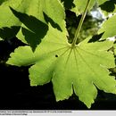 <i>Acer pseudosieboldianum</i> ssp. <i>takesimense</i>的圖片
