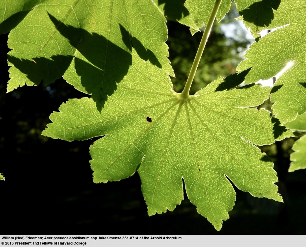 Image of <i>Acer pseudosieboldianum</i> ssp. <i>takesimense</i>