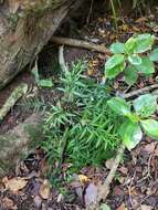 Image of Asplenium haurakiense (Brownsey) Ogle