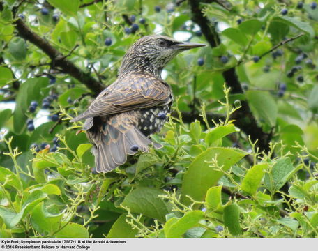 Image of <i>Symplocos paniculata</i>