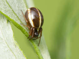 Image of Hypsosinga sanguinea (C. L. Koch 1844)