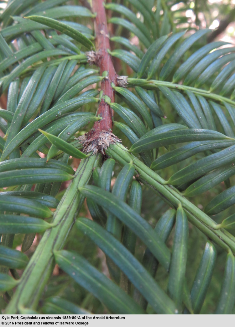 Image de Cephalotaxus sinensis (Rehd. & E. H. Wilson) H. L. Li