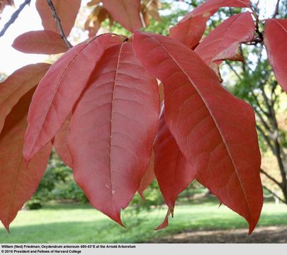 Image of sourwood