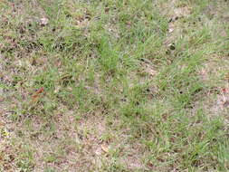 Image of Bahia grass