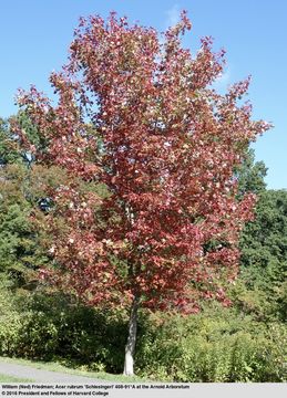 Image of Red Maple