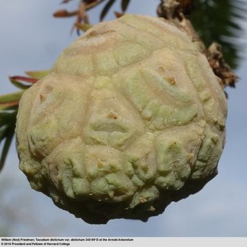 Image of bald cypress