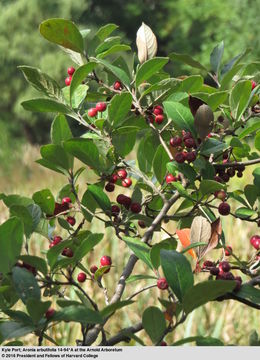 Plancia ëd Aronia arbutifolia (L.) Pers.