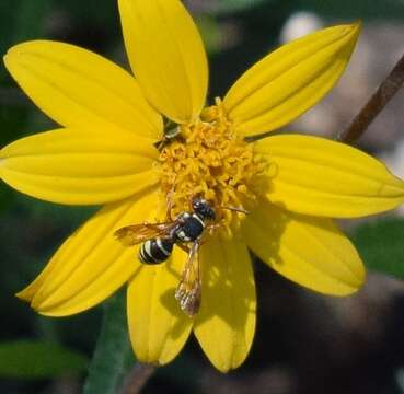 Image of Texas Nomad Bee