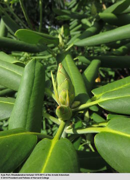 Imagem de Rhododendron fortunei T. Moore ex Lindl.