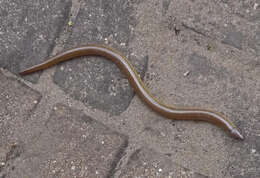 Image of Linnaeus' Lance Skink