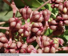 Image of bee-bee tree