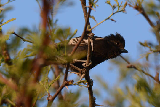 Plancia ëd Melaniparus niger xanthostomus (Shelley 1892)