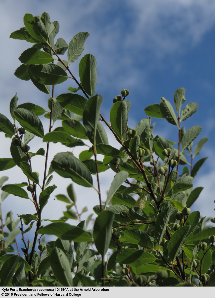 Imagem de Exochorda racemosa (Lindl.) Rehd.