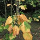 Image of Manchurian Striped Maple