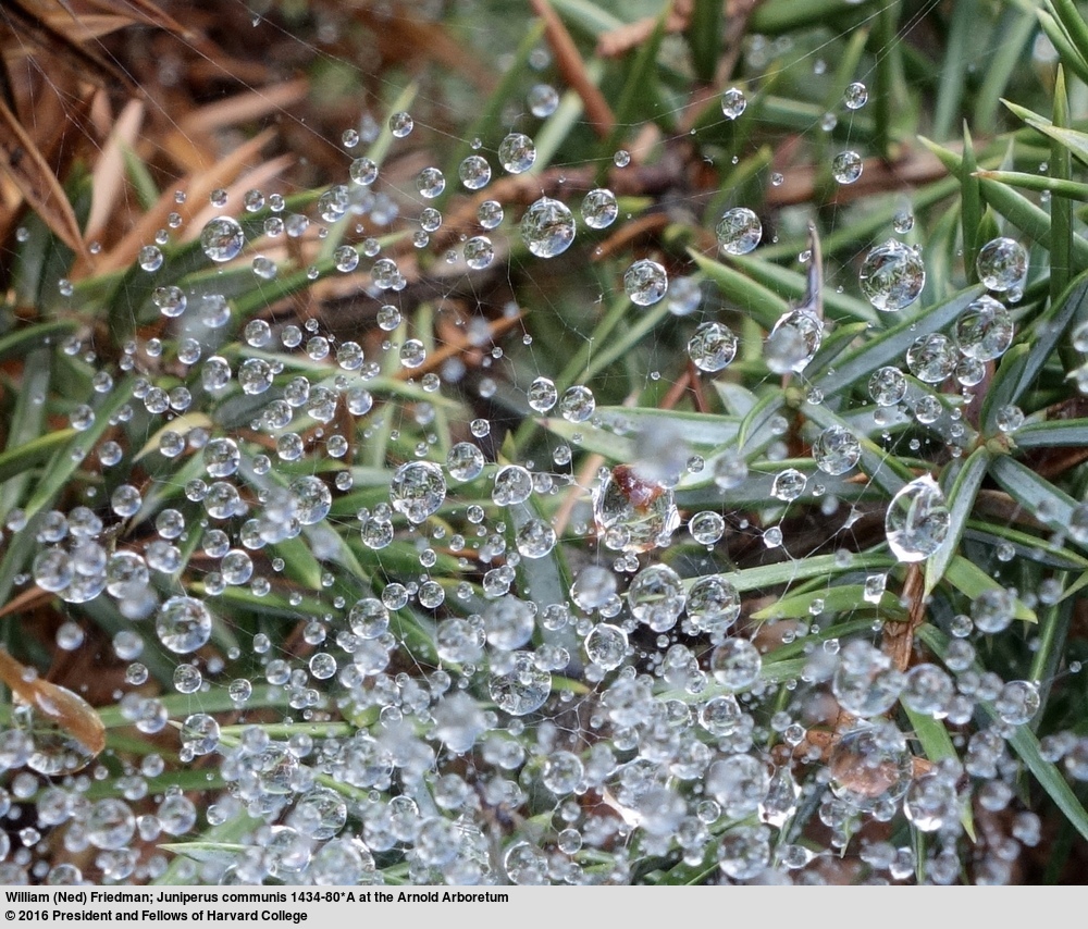 Imagem de Juniperus communis L.