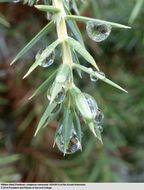 Imagem de Juniperus communis L.