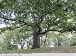 Image of Northern Red Oak