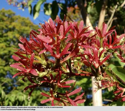 Image de Heptacodium miconioides Rehder