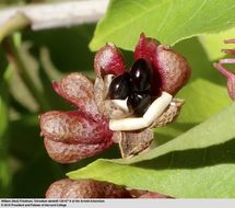 Image of bee-bee tree