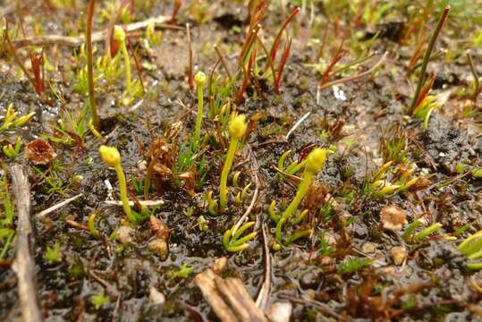 Imagem de Phylloglossum