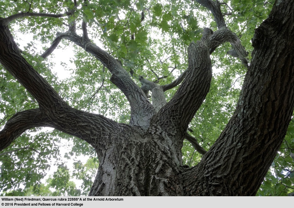 Image of Northern Red Oak