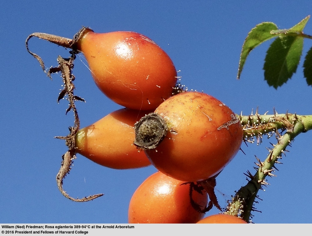 Image of <i>Rosa eglanteria</i>