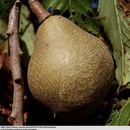 صورة Aesculus pavia L.