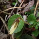 Sivun Viola adenothrix Hayata kuva