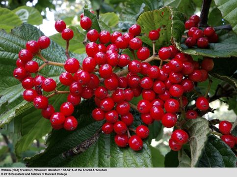 Image de Viburnum dilatatum Thunb.