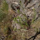 Слика од Origanum vulgare subsp. virens (Hoffmanns. & Link) Ietsw.